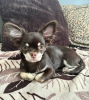 Photo №4. I will sell chihuahua in the city of Munich. from nursery - price - 269$