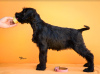 Additional photos: Giant Schnauzer Puppies