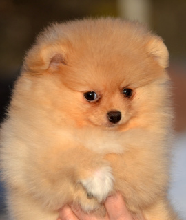 Photo №3. Spitz puppy. Russian Federation