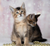 Photo №3. Caracal f4 and caracal f5 kittens for sale.. Russian Federation