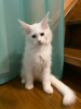 Photo №3. White cat for sale. Russian Federation