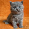 Photo №2 to announcement № 83692 for the sale of british shorthair - buy in United States private announcement