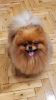 Photo №4. I will sell pomeranian in the city of Belgrade.  - price - negotiated