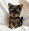 Photo №1. yorkshire terrier - for sale in the city of Helsinki | negotiated | Announcement № 88139