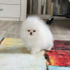 Additional photos: Pomeranian puppies