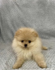 Additional photos: pomeranian puppies