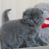 Photo №1. scottish fold - for sale in the city of Эспоо | 211$ | Announcement № 122842