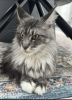 Photo №3. Maine coon. United States