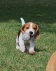 Additional photos: beagle puppies raised in a loving family home, 