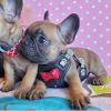 Photo №1. french bulldog - for sale in the city of Hagen | 370$ | Announcement № 94917