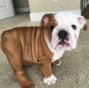 Photo №4. I will sell english bulldog in the city of Berlin. private announcement, from nursery - price - 634$