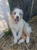 Photo №2 to announcement № 69331 for the sale of australian shepherd - buy in Russian Federation private announcement