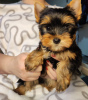 Photo №1. yorkshire terrier - for sale in the city of Zrenjanin | negotiated | Announcement № 34224