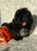 Photo №2 to announcement № 35914 for the sale of shih tzu - buy in Poland breeder