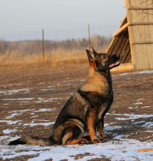 Photo №2 to announcement № 6349 for the sale of german shepherd - buy in Russian Federation from nursery, breeder