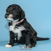 Photo №1. portuguese water dog - for sale in the city of Evora | negotiated | Announcement № 98484