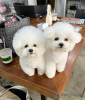 Photo №1. bichon frise - for sale in the city of Paris | negotiated | Announcement № 76025