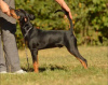Photo №1. german pinscher - for sale in the city of Grodno | negotiated | Announcement № 71158