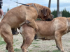 Photo №3. South African Boerboel Mastiff puppies. Serbia