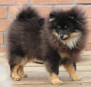 Photo №2 to announcement № 1410 for the sale of pomeranian - buy in Russian Federation from nursery, breeder