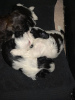 Photo №2 to announcement № 98545 for the sale of shih tzu - buy in United States 