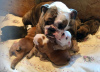 Photo №4. I will sell english bulldog in the city of Berlin. breeder - price - 475$