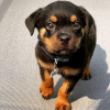 Photo №1. rottweiler - for sale in the city of Helsinki | 475$ | Announcement № 125682