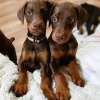 Photo №1. dobermann - for sale in the city of Helsinki | 475$ | Announcement № 80559