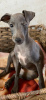 Photo №2 to announcement № 24003 for the sale of italian greyhound - buy in United States 