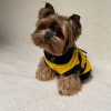 Photo №1. yorkshire terrier - for sale in the city of Stockholm | negotiated | Announcement № 64917