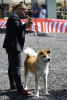 Photo №1. akita - for sale in the city of Валево | 2113$ | Announcement № 106525