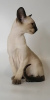 Photo №4. I will sell oriental shorthair in the city of St. Petersburg. from nursery - price - 784$