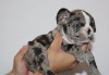 Photo №4. I will sell french bulldog in the city of Badovinci. private announcement - price - negotiated