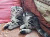 Photo №1. scottish fold - for sale in the city of Minsk | negotiated | Announcement № 51484