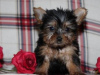 Photo №1. yorkshire terrier - for sale in the city of State Line | Is free | Announcement № 110093