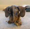 Photo №4. I will sell dachshund in the city of Las Vegas.  - price - 400$