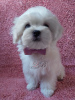 Photo №4. I will sell maltese dog in the city of Kiev. from nursery - price - 1500$