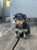 Photo №1. yorkshire terrier - for sale in the city of Belgrade | negotiated | Announcement № 120405