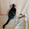Photo №4. I will sell bengal cat in the city of Krasnodar. from nursery - price - 388$