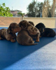 Photo №2 to announcement № 123740 for the sale of dachshund - buy in France breeder