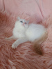 Photo №1. ragdoll - for sale in the city of Krakow | 1248$ | Announcement № 29107