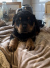 Photo №2 to announcement № 118935 for the sale of rottweiler - buy in United States private announcement