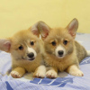 Photo №1. welsh corgi - for sale in the city of Brussels | 169$ | Announcement № 75550