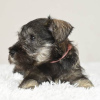 Photo №3. Miniature Schnauzer puppies. Serbia