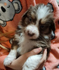 Photo №2 to announcement № 94696 for the sale of australian shepherd - buy in United States breeder