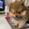 Photo №2 to announcement № 95238 for the sale of pomeranian - buy in Germany breeder