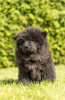 Additional photos: Chow Chow puppies are set for new homes now