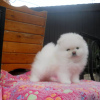 Additional photos: pomeranian