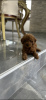 Photo №1. poodle (dwarf) - for sale in the city of Belgrade | negotiated | Announcement № 114826