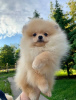 Photo №2 to announcement № 10831 for the sale of pomeranian - buy in Ukraine from nursery